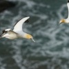 Terej australsky - Sula serrator - Australian Gannet 0957